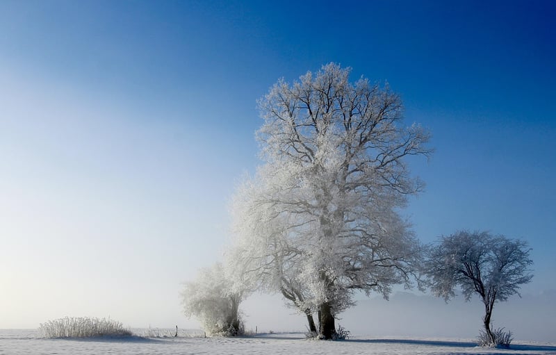 Magical Arbors
