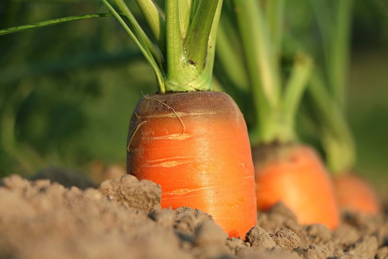 Enchanted Carrot