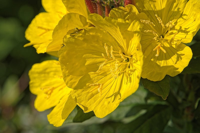 Enchanted Evening Primrose