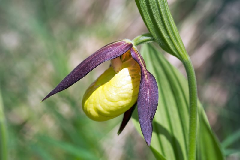 Fairy Slipper Orchid
