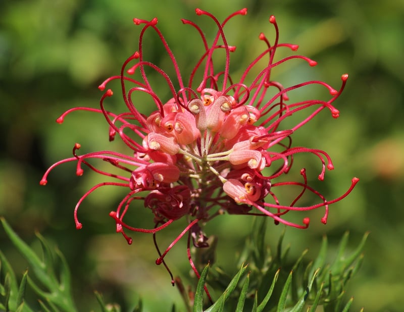 Moonlight Grevillea
