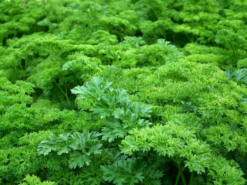 Whimsical Parsley