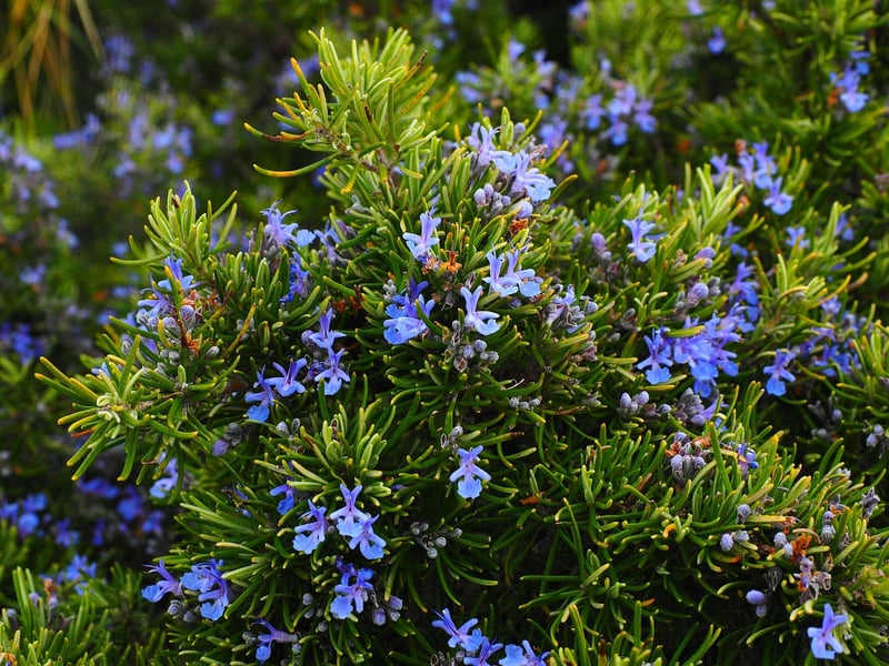 Magical Rosemary